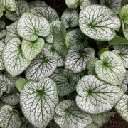 Brunnera 'Alexanders Great' Perennial Bedding