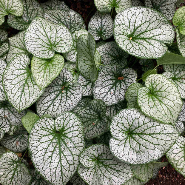 Brunnera 'Alexanders Great' Perennial Bedding