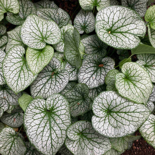 Brunnera 'Alexanders Great' Perennial Bedding
