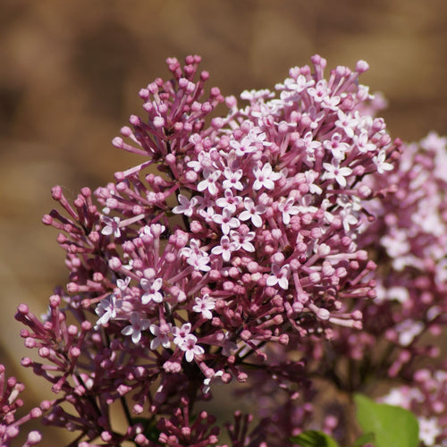 Lilac | Syringa 'Josée' Shrubs