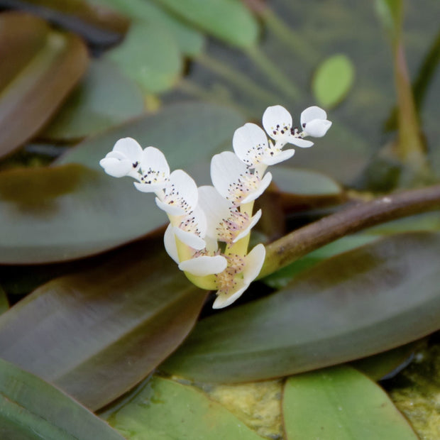 Water Hawthorn | Aponogeton distachyos Pond Plants