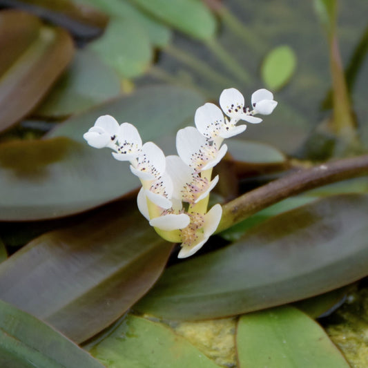 Water Hawthorn | Aponogeton distachyos Pond Plants