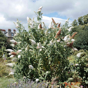 Buddleja davidii 'White Profusion' Shrubs