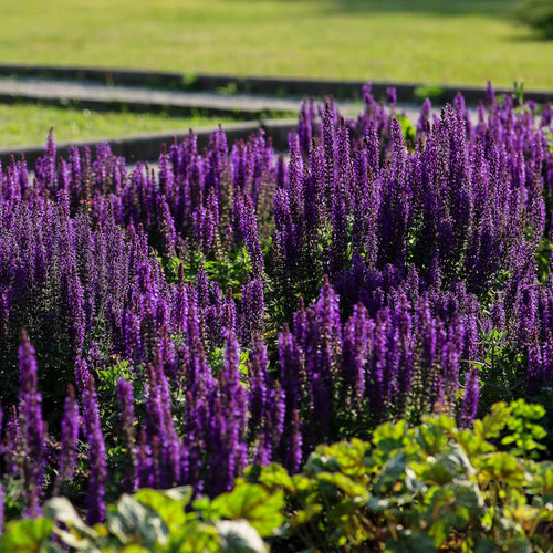 Salvia 'Purple and Bloom' Perennial Bedding