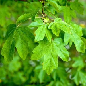 Field Maple Tree | Acer campestre Ornamental Trees