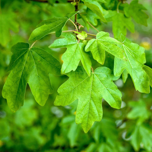 Field Maple Tree | Acer campestre Ornamental Trees