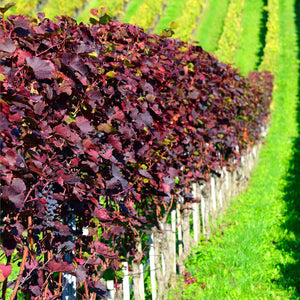 Teinturier Grape | Vitis vinifera 'Purpurea' Climbing Plants