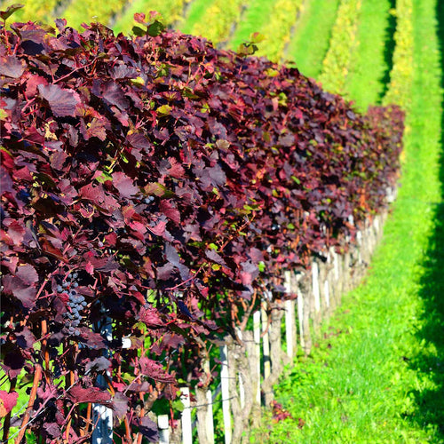 Teinturier Grape | Vitis vinifera 'Purpurea' Climbing Plants
