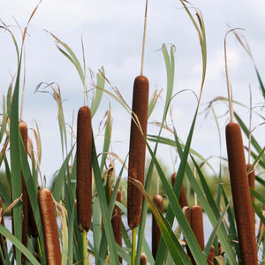Common Bulrush | Typha latifolia Pond Plants