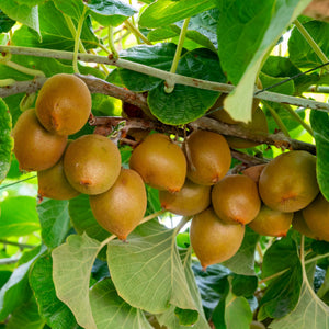 'Golden Kiwi' Kiwi Plant Soft Fruit