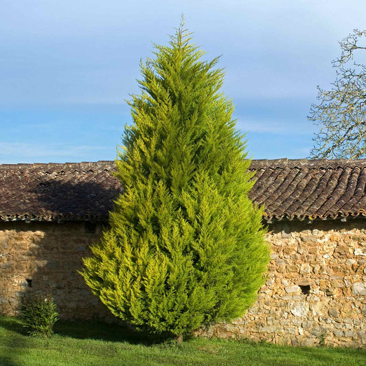 Golden Leyland Cypress | Cupressocyparis leylandii 'Castlewellan Gold' Ornamental Trees