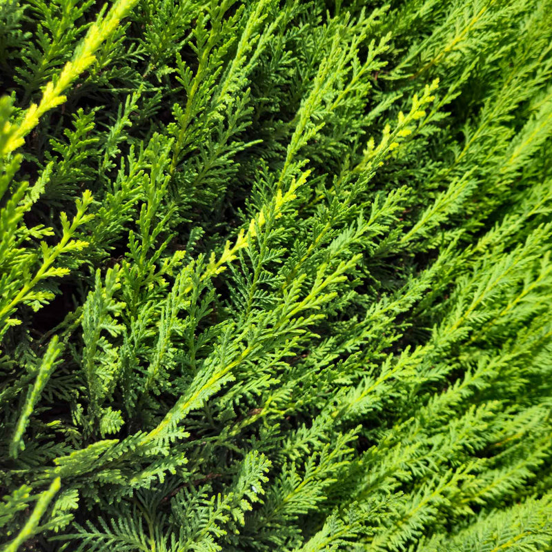 Leyland Cypress | Cupressocyparis leylandii Ornamental Trees