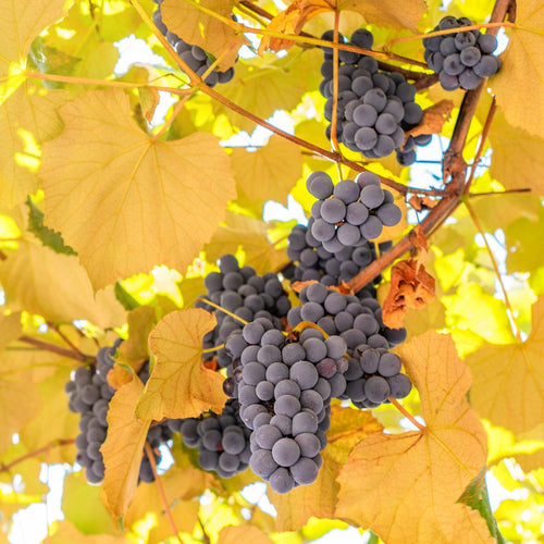 'Strawberry' Grape Vine Soft Fruit