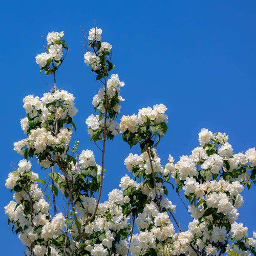 Philadelphus 'Virginal' Shrubs