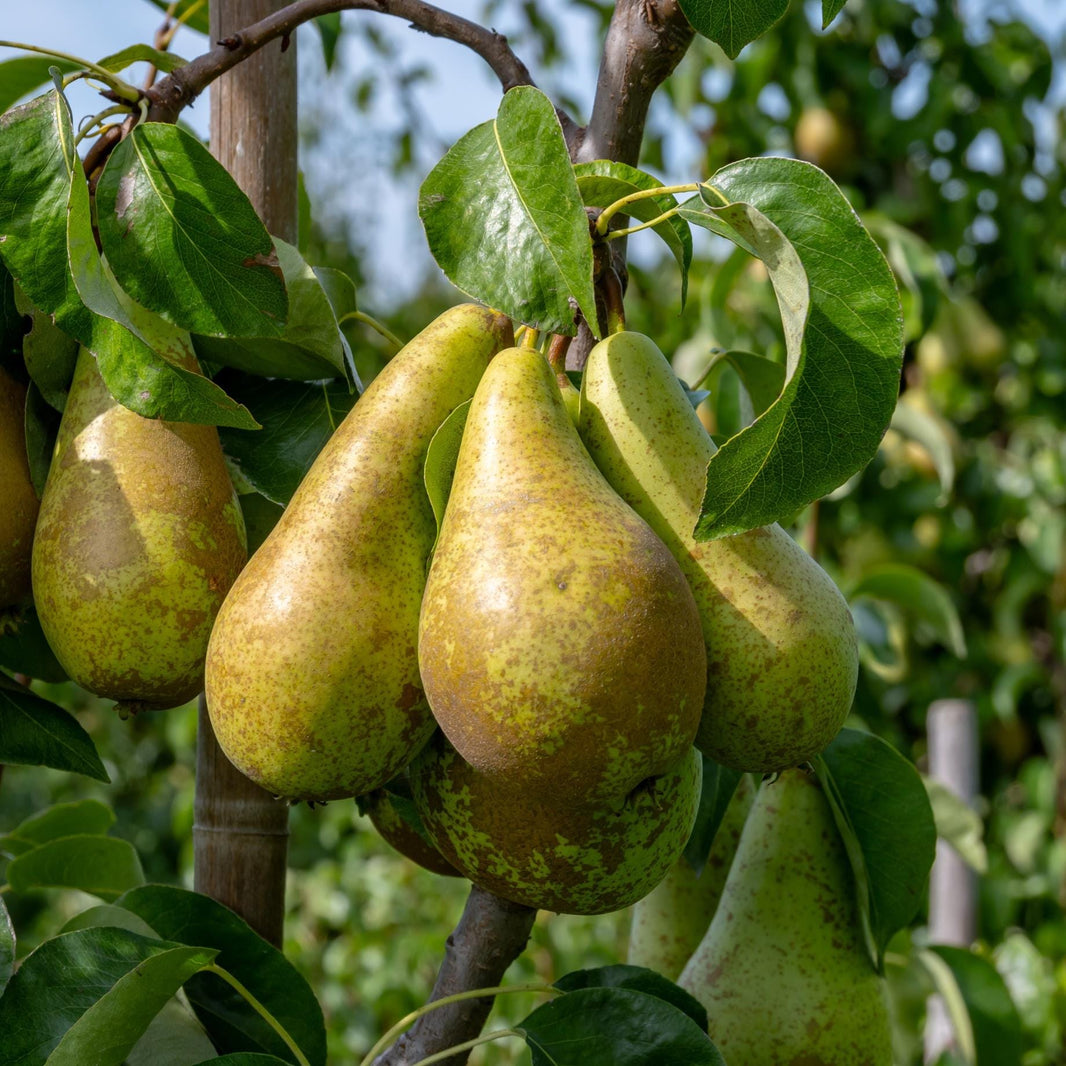 Pear Tree Not Ripe How to Ripen Pears and Store Them for Winter – Roots Plants