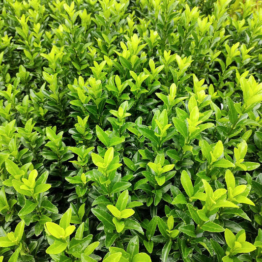 Euonymus 'Green Spire' Shrubs