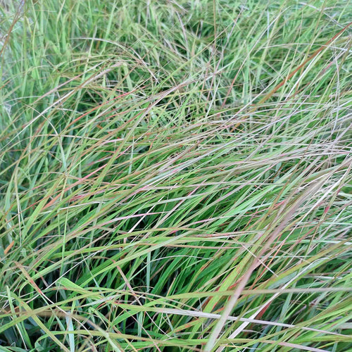 Pheasant's Tail Grass | Stipa arundinacea Perennial Bedding