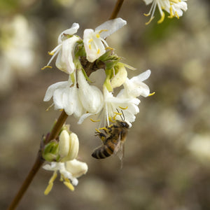 Sweetest Winter Honeysuckle | Lonicera fragrantissima Climbing Plants