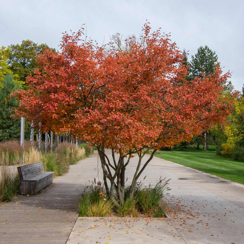 Snowy Mespilus Tree | Amelanchier lamarckii Ornamental Trees