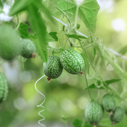 Cucamelon Plants Vegetables