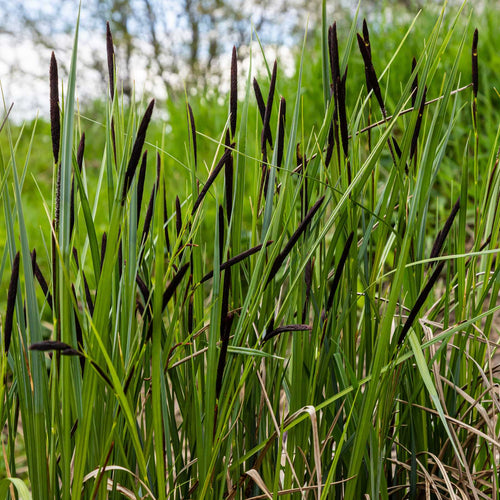 Slender-tufted Sedge | Carex acuta Pond Plants