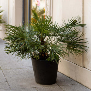 Hardy Fan Palm | Chamaerops humilis Shrubs
