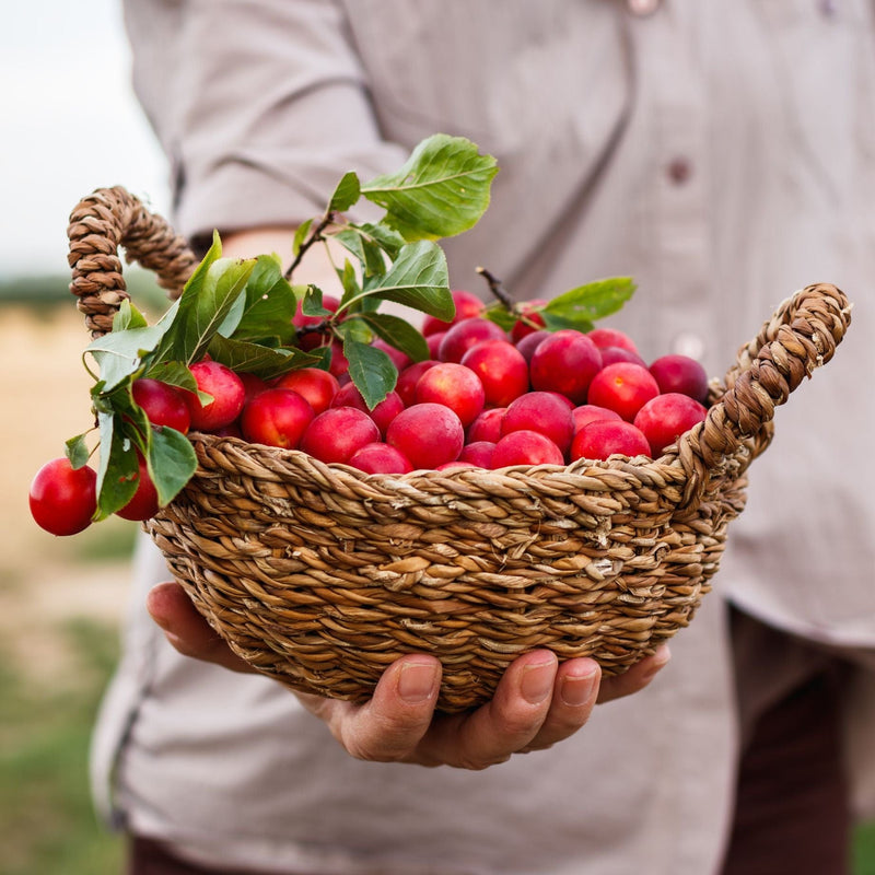 'Mirabelle Ruby' Plum Tree Fruit Trees