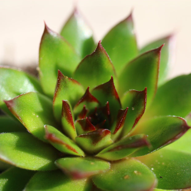 Sempervivum 'Reinhard' Perennial Bedding
