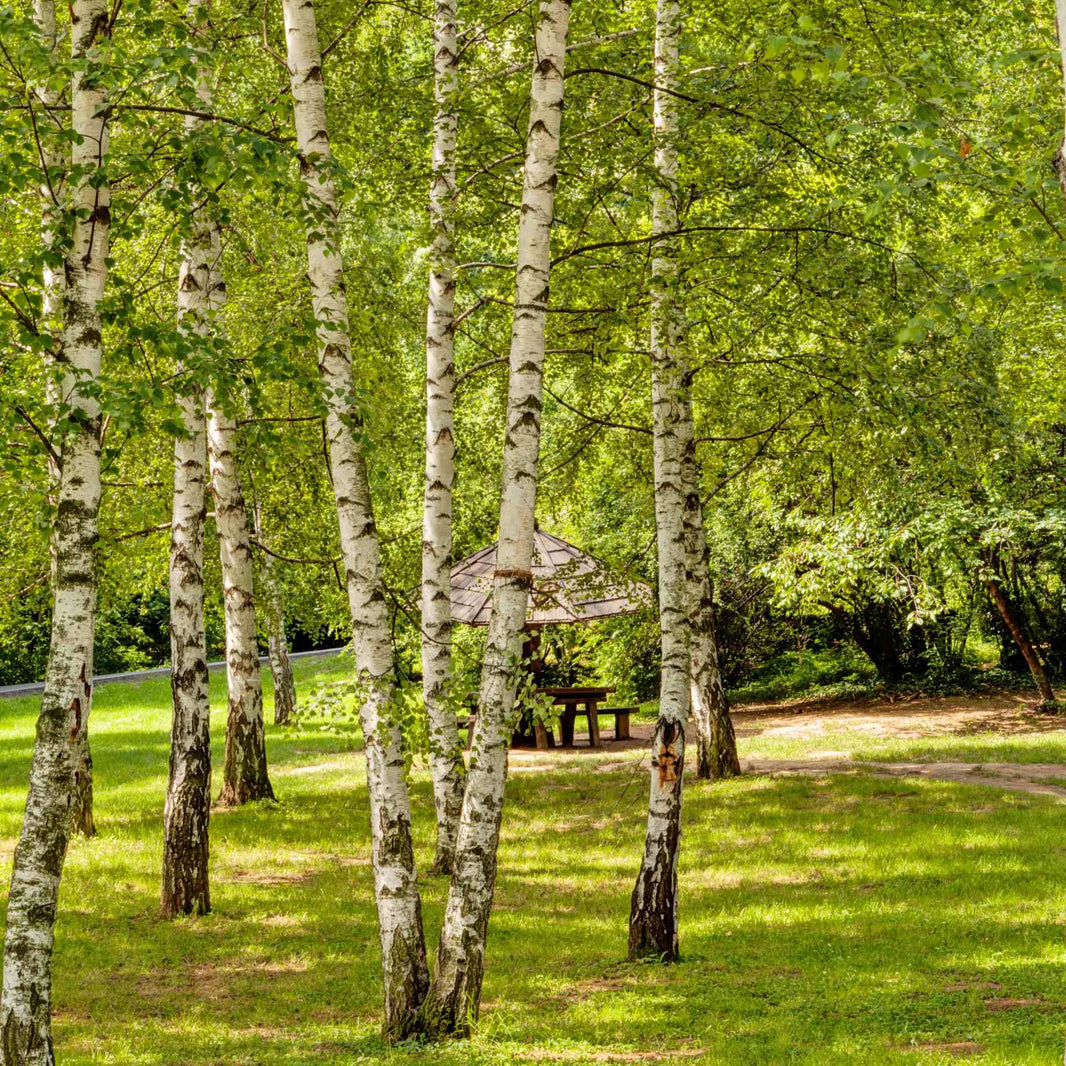Silver Birch Rhs Best Birch Trees: Grower’s Recommendations – Roots Plants