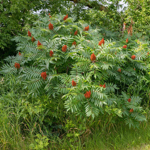 Smooth Sumach Tree | Rhus glabra Ornamental Trees