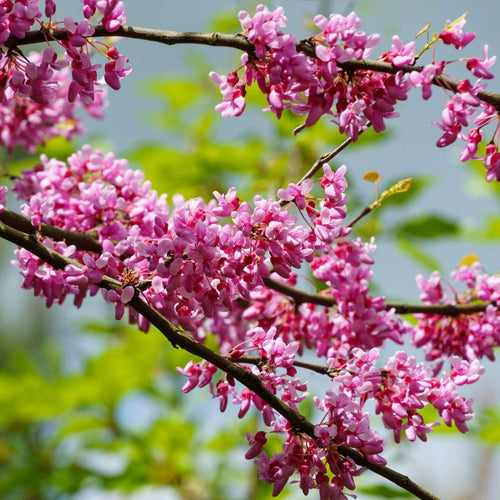 Eastern Redbud Tree | Cercis canadensis Ornamental Trees