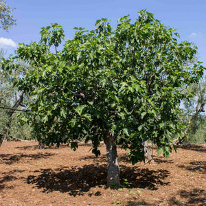 'Violette Dauphine' Fig Tree Mediterranean Fruit Trees
