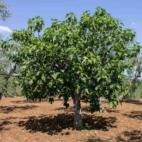 'Violette Dauphine' Fig Tree Mediterranean Fruit Trees