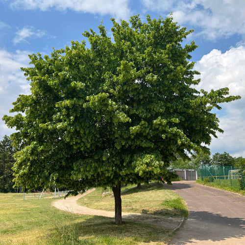 Hornbeam Tree | Carpinus betulus Ornamental Trees