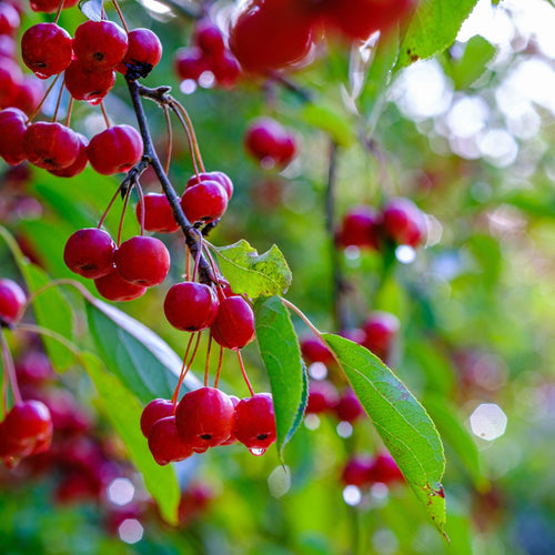 Japanese Crabapple Tree | Malus floribunda Ornamental Trees