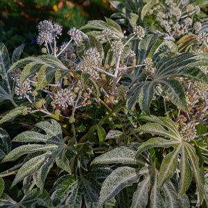 Fatsia japonica 'Spiders Web'® Shrubs