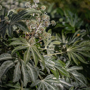 Fatsia japonica 'Spiders Web'® Shrubs