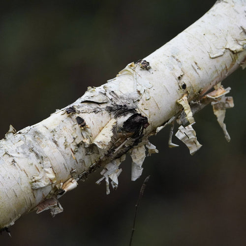 Himalayan Birch Tree | Betula utilis jacquemontii 'Doorenbos'