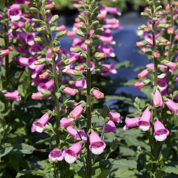 Pink Foxglove | Digitalis 'Lucas Pink' Perennial Bedding