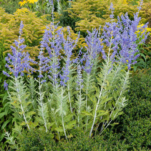 Perovskia 'Blue Spire' Perennial Bedding