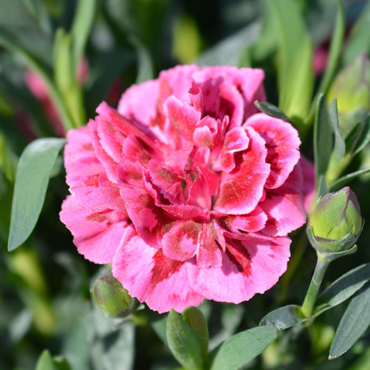 Dianthus 'Scented Sugar Plum' Perennial Bedding