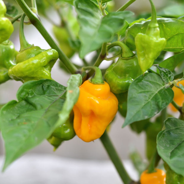 'Trinidad Perfume' Chilli Pepper Plant Vegetables