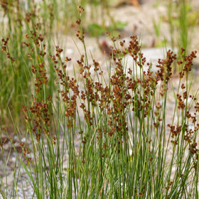 Soft Rush | Juncus effusus Pond Plants