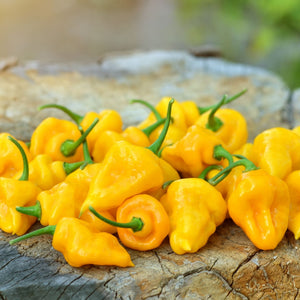 'Trinidad Perfume' Chilli Pepper Plant Vegetables