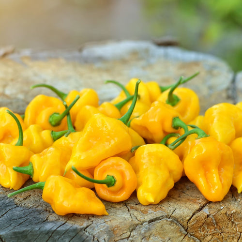 'Trinidad Perfume' Chilli Pepper Plant Vegetables