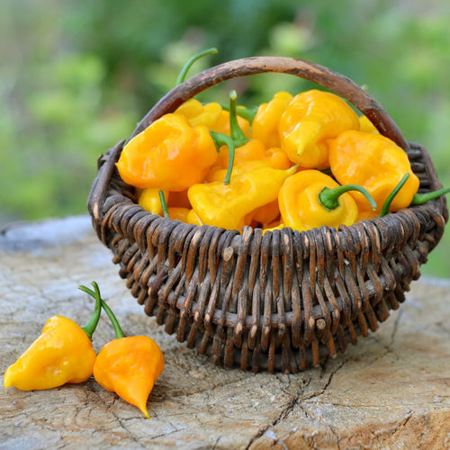 'Trinidad Perfume' Chilli Pepper Plant Vegetables