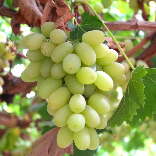 'Sultana Seedless' Grape Vine Soft Fruit