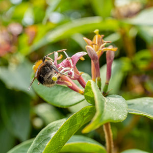 'Gold Flame' Honeysuckle | Lonicera heckrottii Climbing Plants
