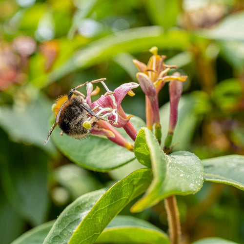 'Gold Flame' Honeysuckle | Lonicera heckrottii Climbing Plants
