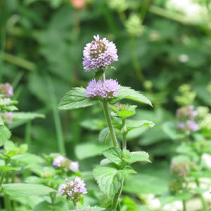 Water Mint | Mentha aquatica Pond Plants